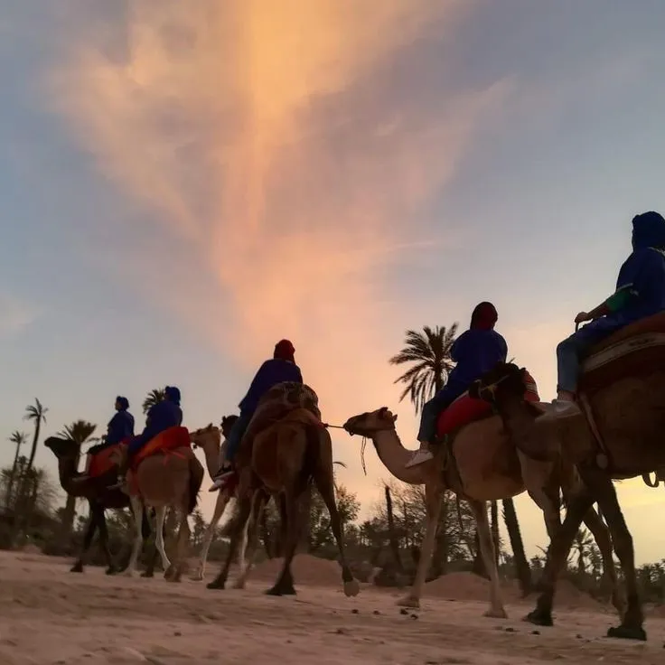 Sunset Camel Ride in the Palmeraie